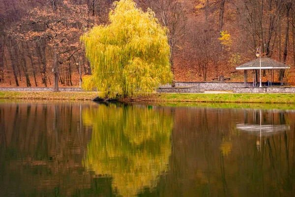 Yellow Autumn Willow Water — Stock Photo, Image
