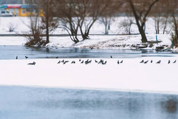 Una Bandada Cuervos Hielo Estanque Invierno — Foto de Stock