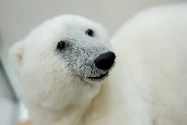 Muzzle Polar Bear Plush Toy — Stock Photo, Image