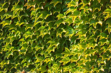 Vahşi üzüm yapraklarının doğal arka planı.