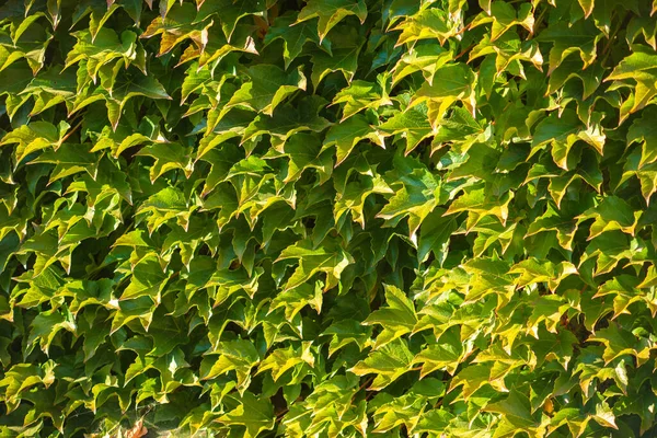 Vahşi üzüm yapraklarının doğal arka planı.