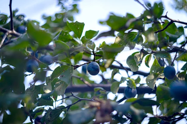 Blue Ripe Plum Grows Tree Shallow Depth Field — Fotografia de Stock
