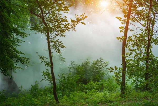 Niebla Densa Bosque Verde Verano —  Fotos de Stock
