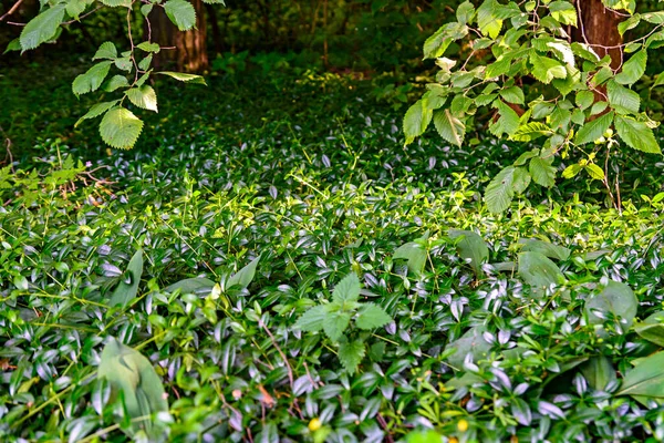 yeşil bitki dokusu ve arkaplan