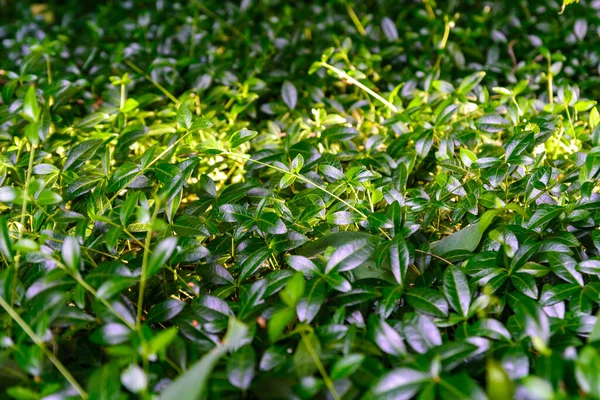 Zelená Textura Rostlin Pozadí — Stock fotografie