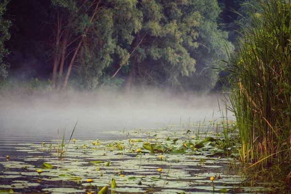Fog River Dawn Yellow Lilies Water — Stock Photo, Image