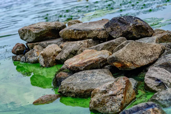 Stones Water Green Algal Blooms — Stock Photo, Image