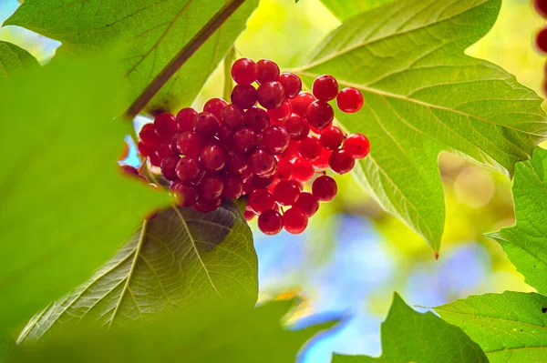 Red Viburnum Green Leaves — Fotografie, imagine de stoc