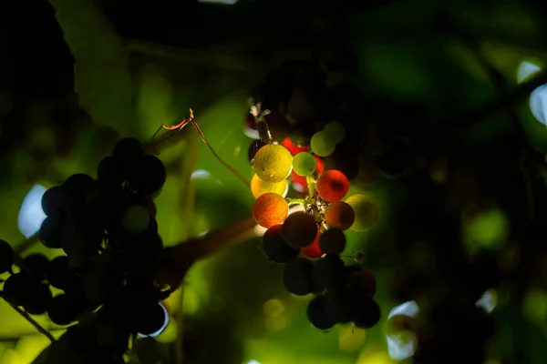 Grapes Rays Sunlight — Fotografie, imagine de stoc