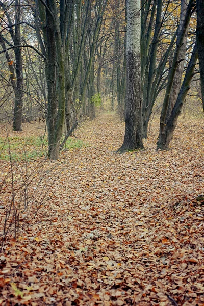 Gelbe Herbstblätter Auf Dem Boden — Stockfoto