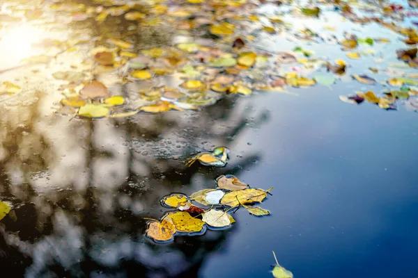 Yellow Autumn Leaves Water — Stock Photo, Image
