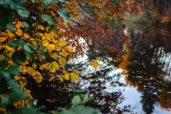 Желтые Осенние Листья Фоне Воды — стоковое фото