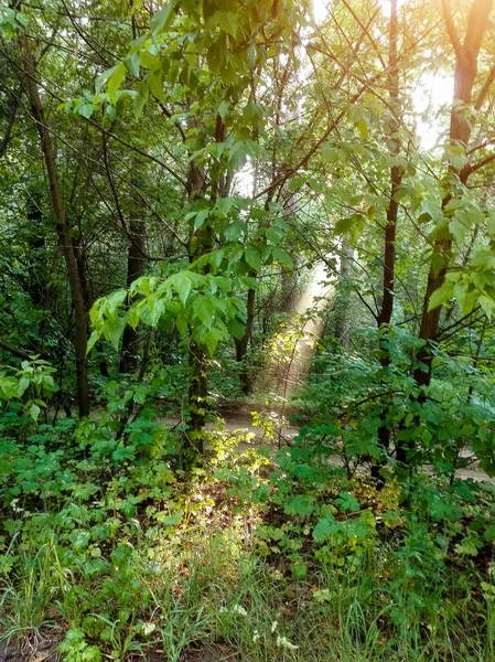 Sunbeam Summer Forest Leaves Trees — Foto de Stock