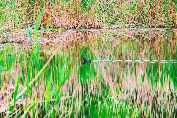 Wild Duck Floats Water Reeds — Stock Photo, Image