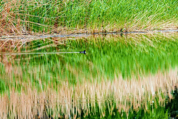 Wild Duck Floats Water Reeds — Stock Photo, Image