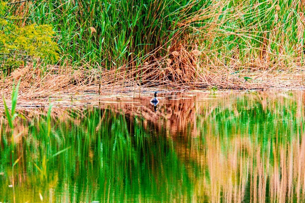 Pato Selvagem Flutua Água Nos Juncos — Fotografia de Stock