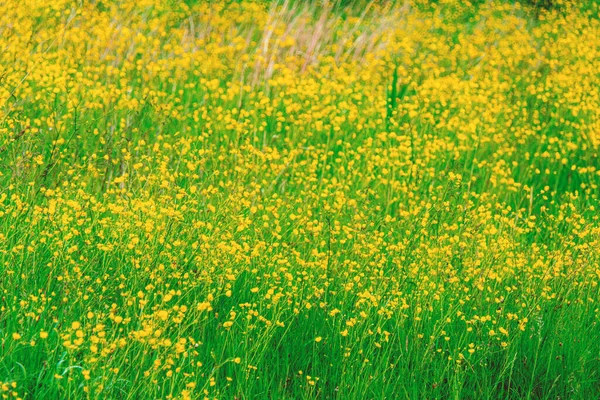 Campo Com Flores Amarelas Florescentes — Fotografia de Stock