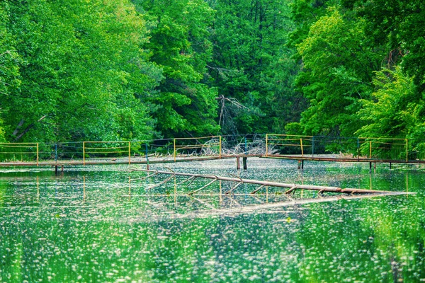 Água Rio Coberta Com Pétalas Brancas — Fotografia de Stock