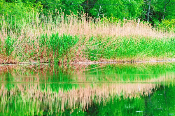 Reflexão Juncos Amarelos Árvores Verdes Água — Fotografia de Stock