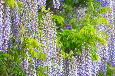 Uzun mor akasya kümeleri.