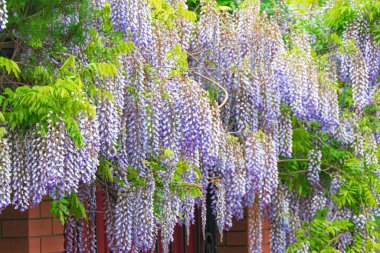 Uzun mor akasya kümeleri.