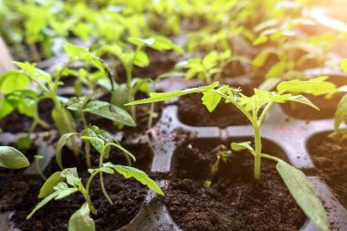 Domates fideleri eko bardaklarda