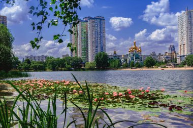 Multicolored beautiful lilies bloom in the city pond of Kyiv, Ukraine.