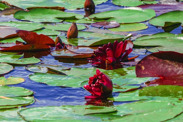 Dark Red Lilies Bloom Pond — Fotografia de Stock