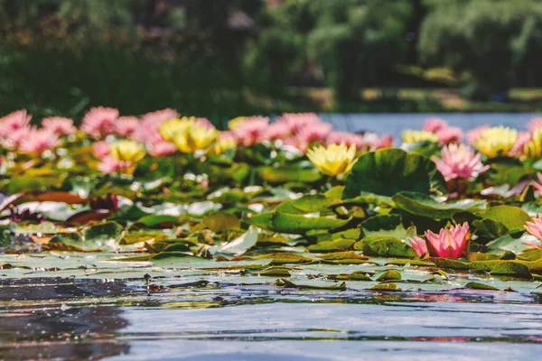 Blooming Lilies Red Yellow Pink Color Pond — Stockfoto