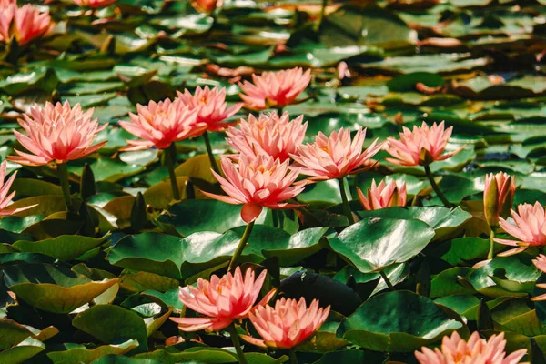 Lilies Pink Color Pond — Stockfoto