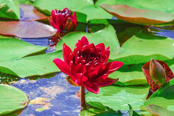 Blooming Red Lilies Pond — Photo