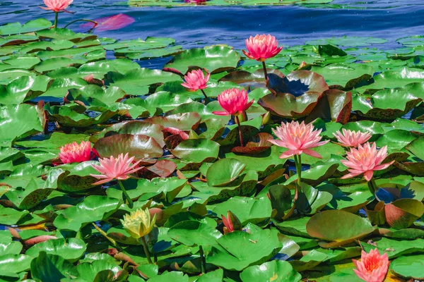 Lilies Pink Color Pond — Photo