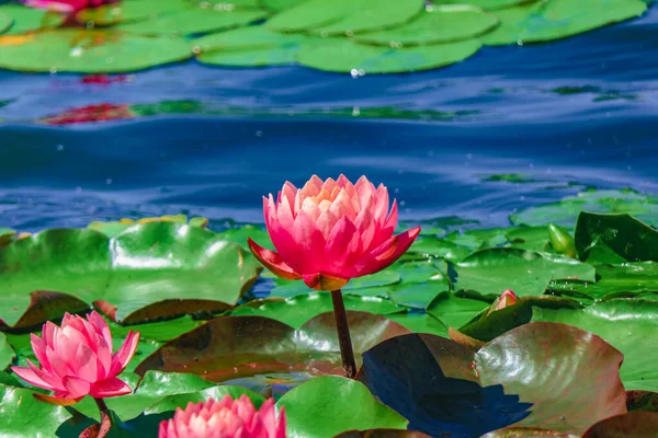 Blooming Red Lilies Pond — Stockfoto