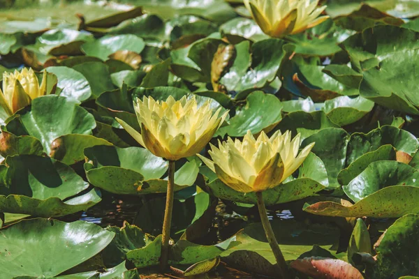 Blooming Yellow Lilies Pond — Fotografia de Stock