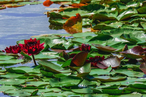 Dark Red Lilies Bloom Pond — Fotografia de Stock
