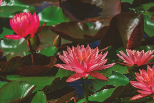 Blooming Red Lilies Pond — Stockfoto