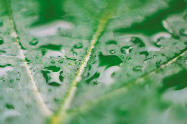 Green leaf close up. Shallow depth of field.