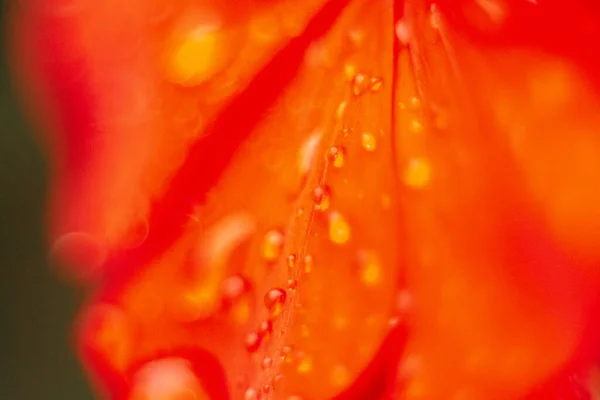 Floral Background Red Color Flower Petal Close Shallow Depth Field — Stockfoto