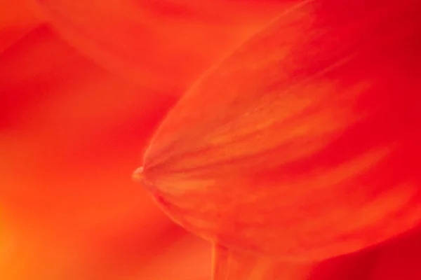 Floral Background Red Color Flower Petal Close Shallow Depth Field — 图库照片