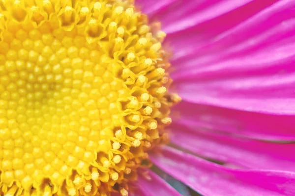 Part of a flower close-up. Yellow center and red petals.