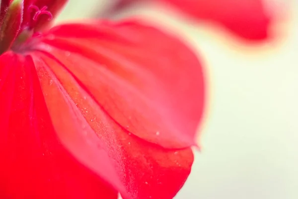 Floral Background Red Color Flower Petals Close — Zdjęcie stockowe