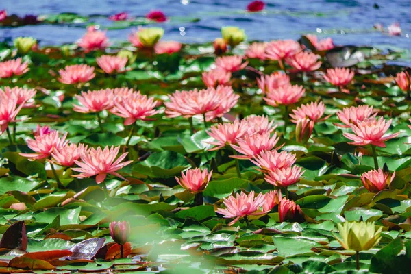 Lilies Pink Color Pond — 图库照片