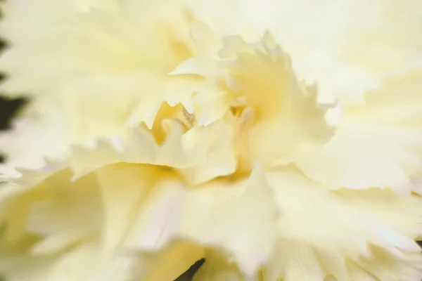 Cream Carnation Petals Floral Background — Photo