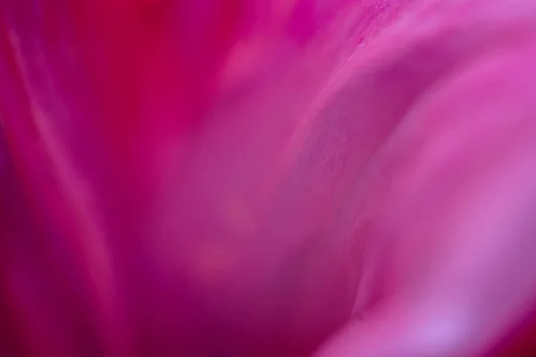 Floral Background Pink Color Flower Petal Close Shallow Depth Field — Stok fotoğraf