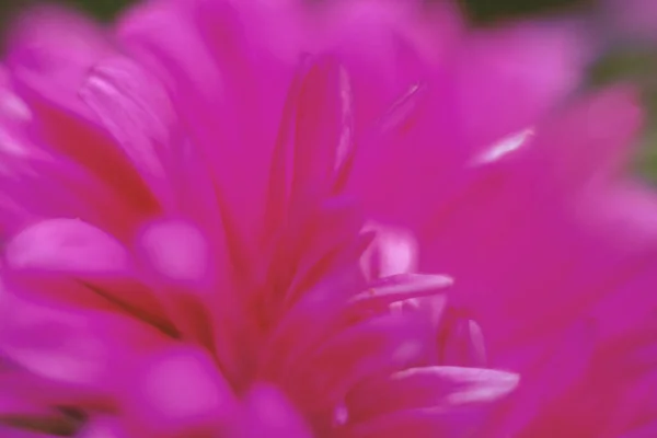 Floral Background Red Color Flower Petal Close Shallow Depth Field — Photo