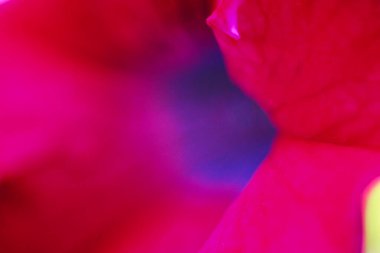 Floral background in red color. Flower petal close up. Shallow depth of field.