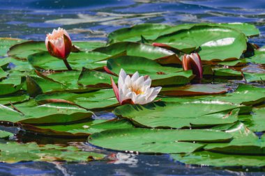 White blooming lilies in the pond