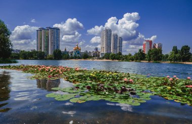 Multicolored beautiful lilies bloom in the city pond of Kyiv, Ukraine.