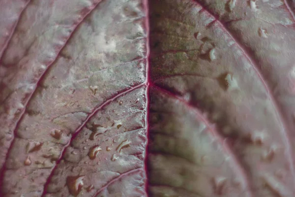 Dark red color amaranth leaf close up.
