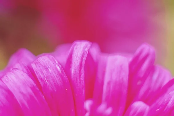 Floral Background Red Color Flower Petals Close — Photo